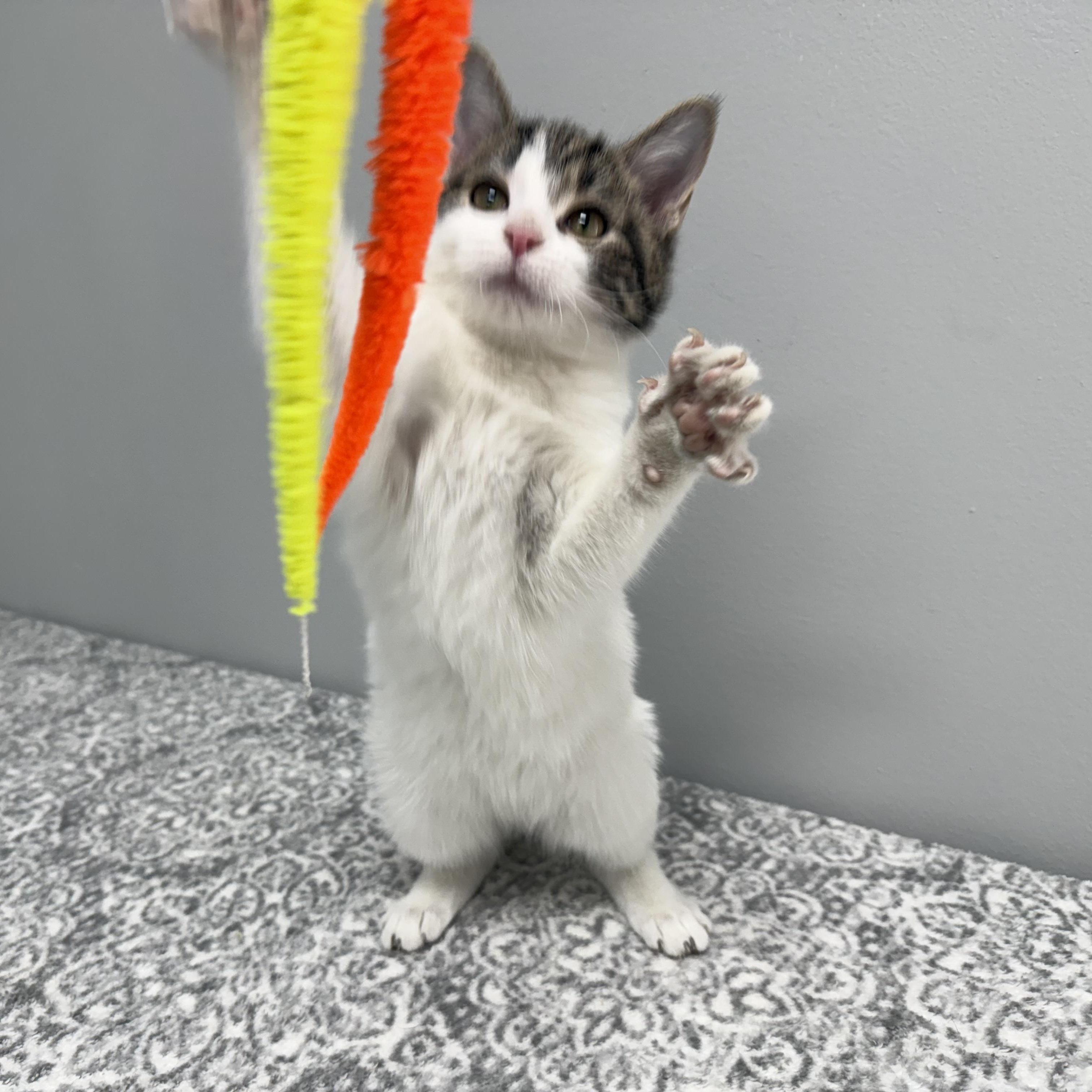 Lottery Pet Supplies