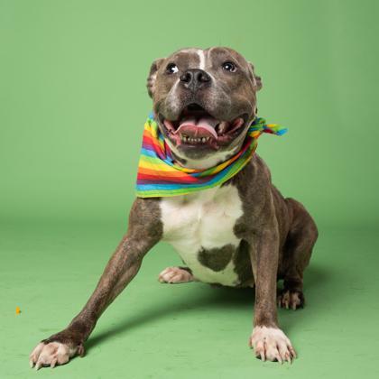 An adult medium-sized female Pit Bull Terrier dog named Rainbow for adoption in Atlanta, GA