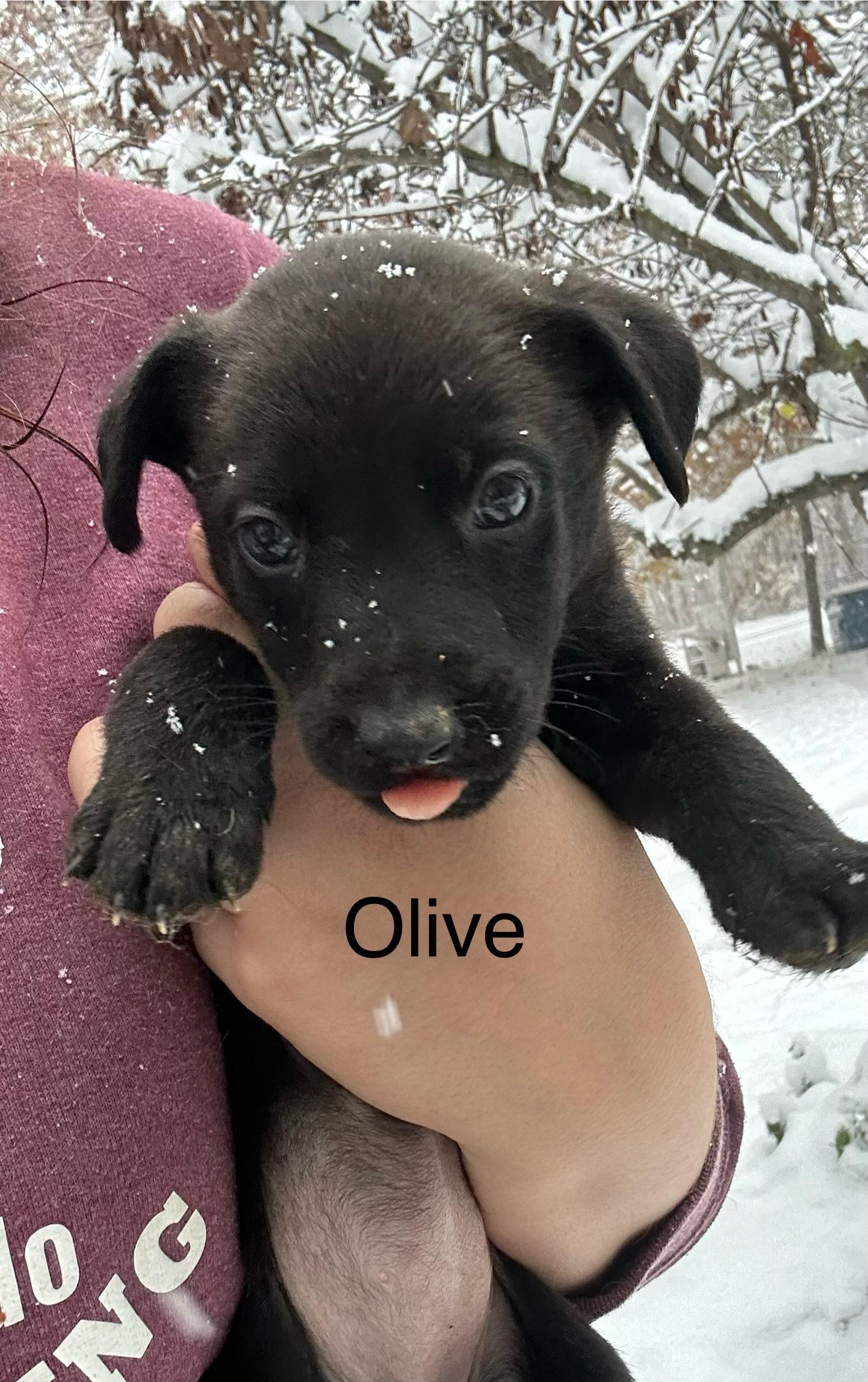 Olive