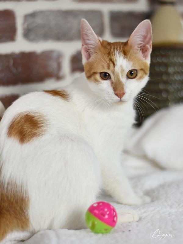 A young medium-sized male Orange & White Domestic Short Hair cat named Dipper for adoption in Conroe, TX