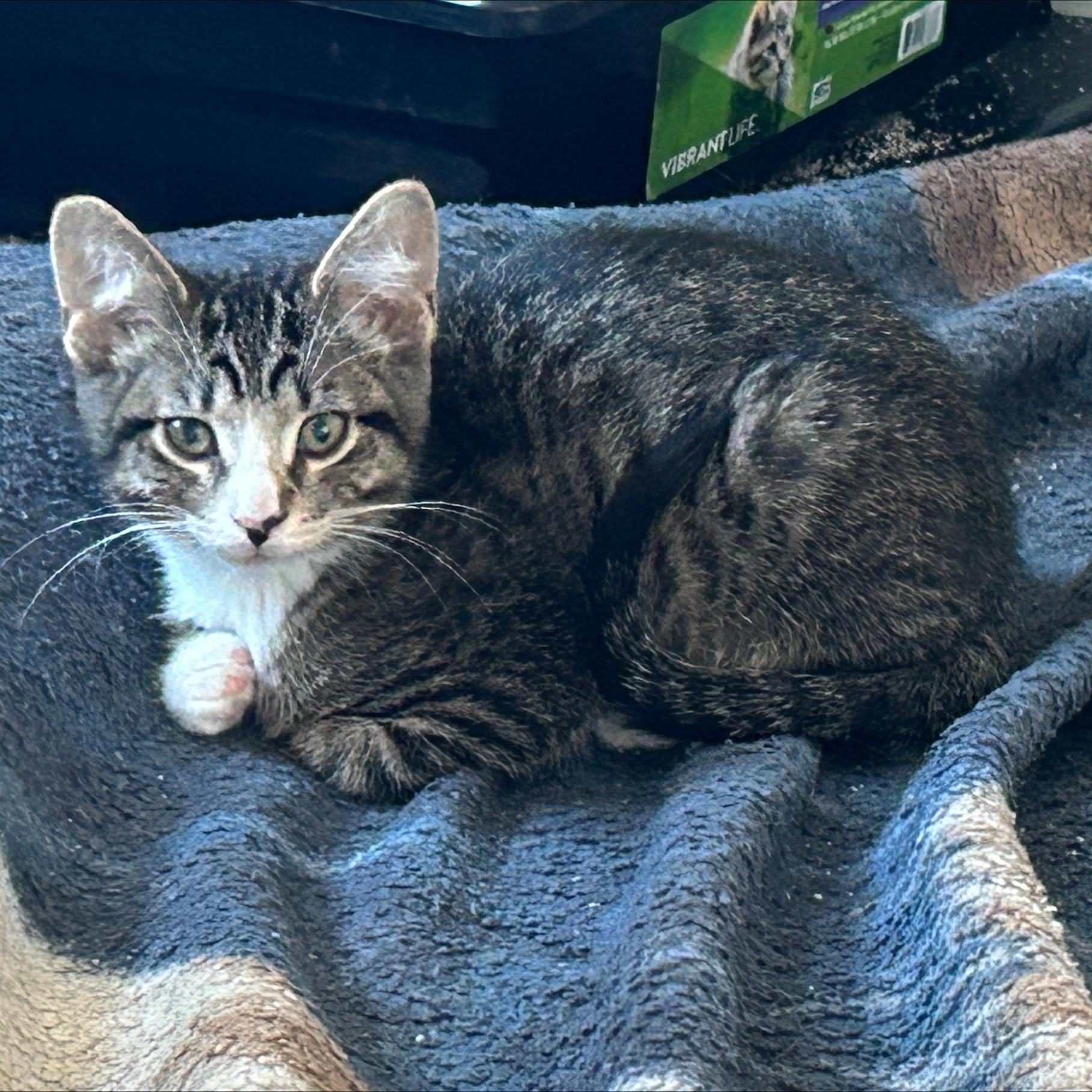 A baby medium-sized male Tabby (Brown / Chocolate) Tabby cat named Zayden for adoption in Grand Rapids, MI
