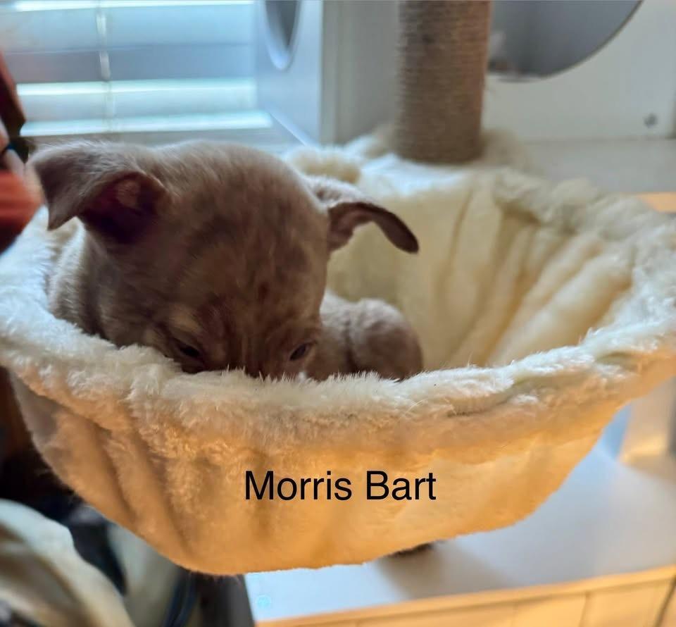 Moris Bart