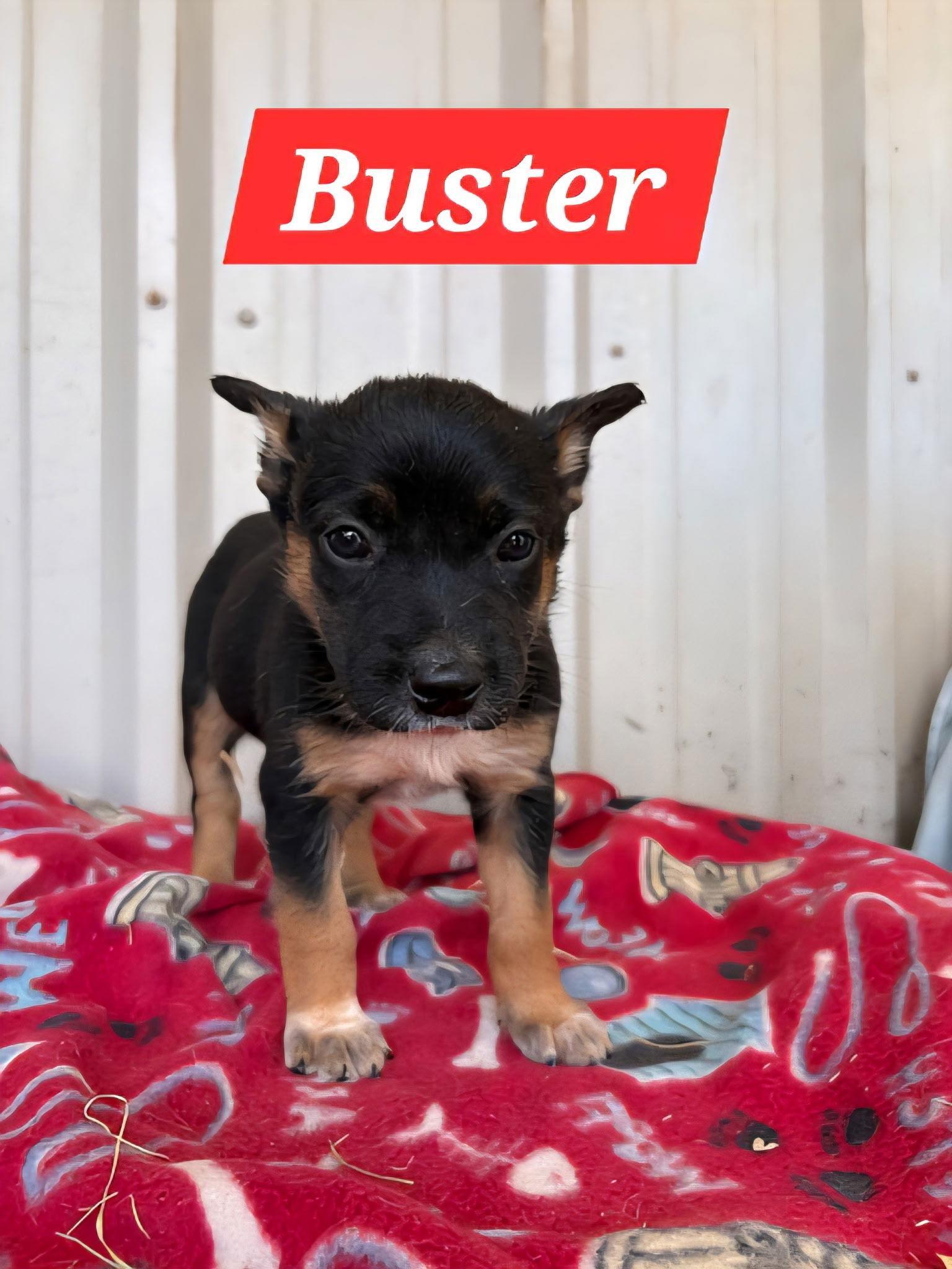 Buster