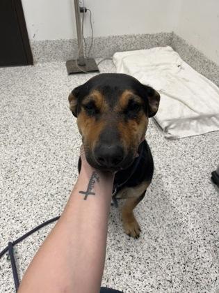 An adult medium-sized male Mixed Breed dog named Walker for adoption in Atlanta, GA
