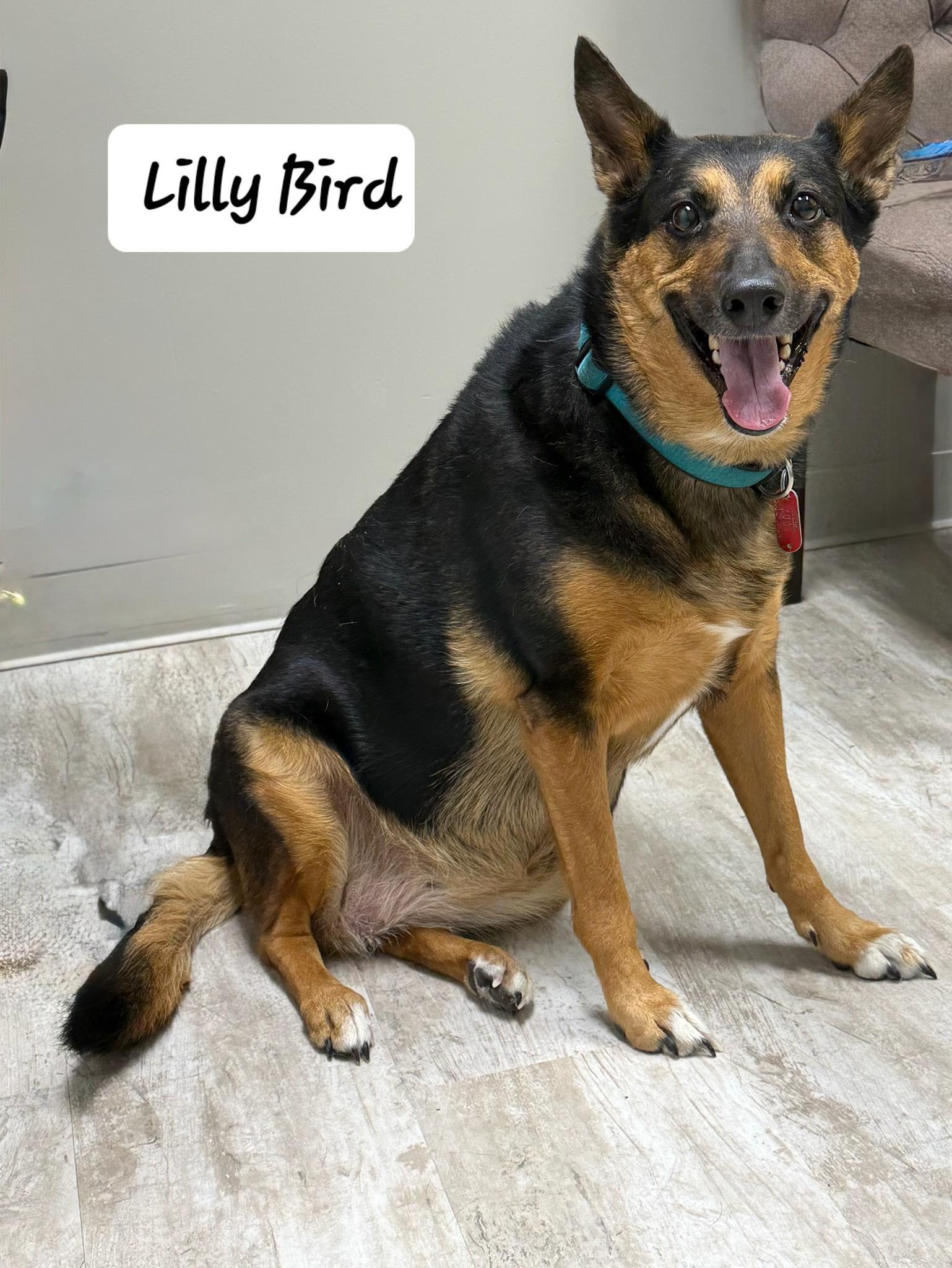 Lilly Bird