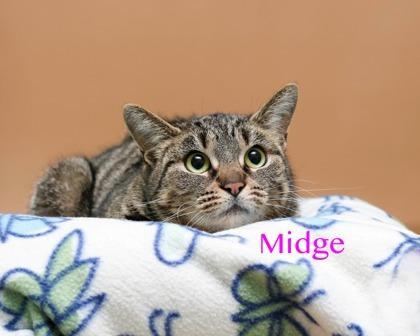 Midge