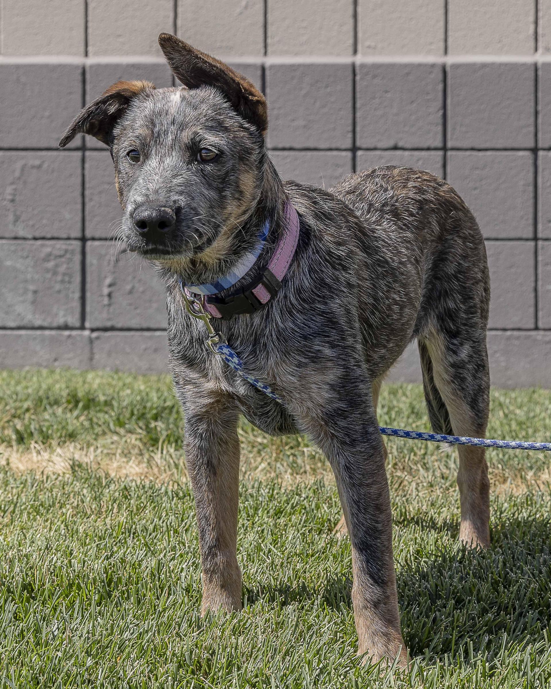 A young medium-sized female Gray / Blue / Silver Australian Cattle Dog / Blue Heeler dog named Doobie for adoption in Millville, UT