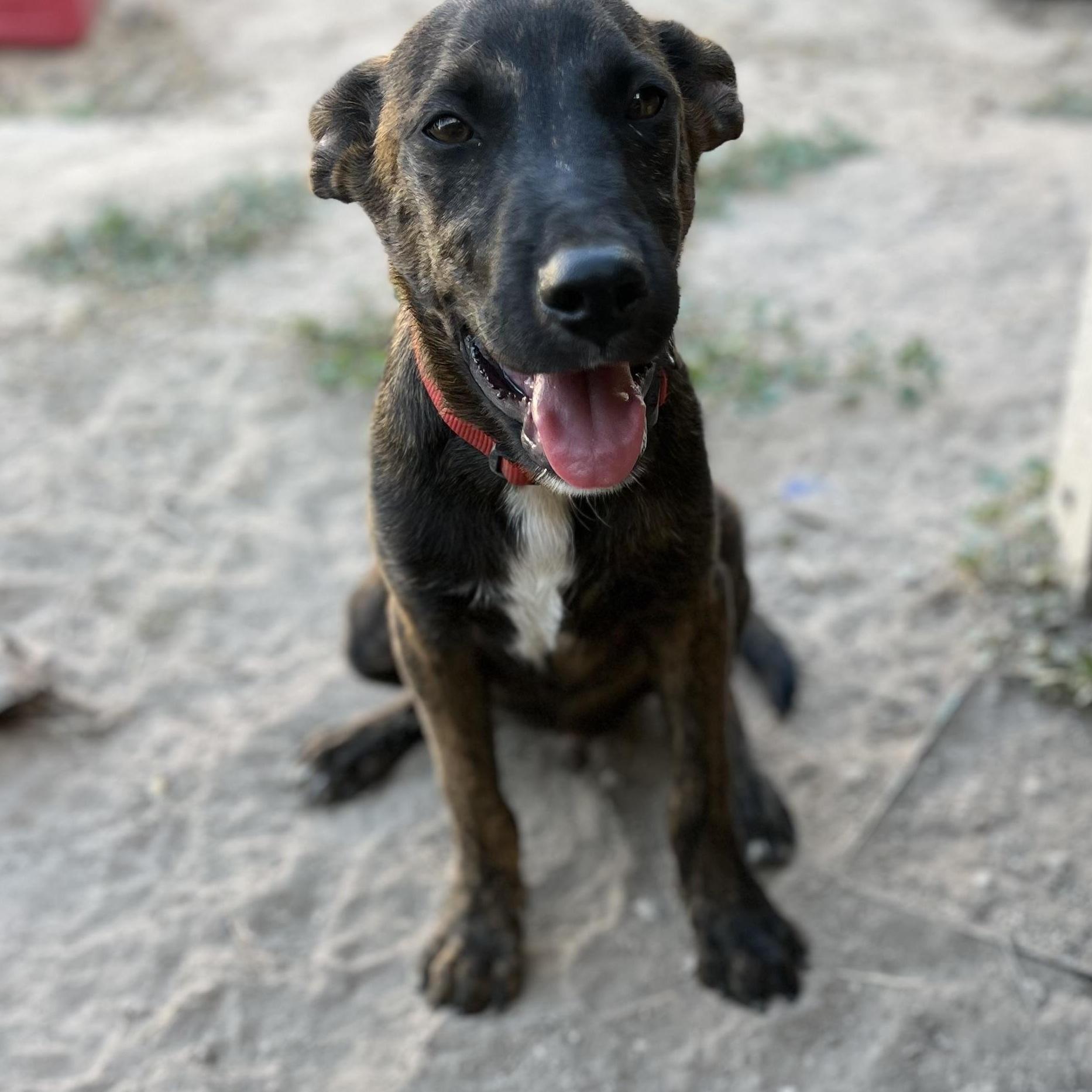 A baby medium-sized male Labrador Retriever dog named Gavin for adoption in Harlingen, TX