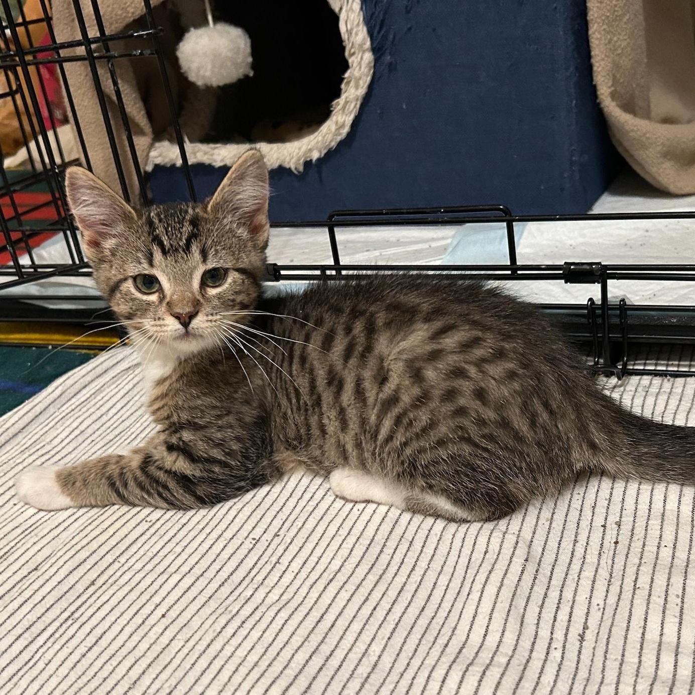 A baby medium-sized female Tabby (Brown / Chocolate) Tabby cat named Zira for adoption in Grand Rapids, MI