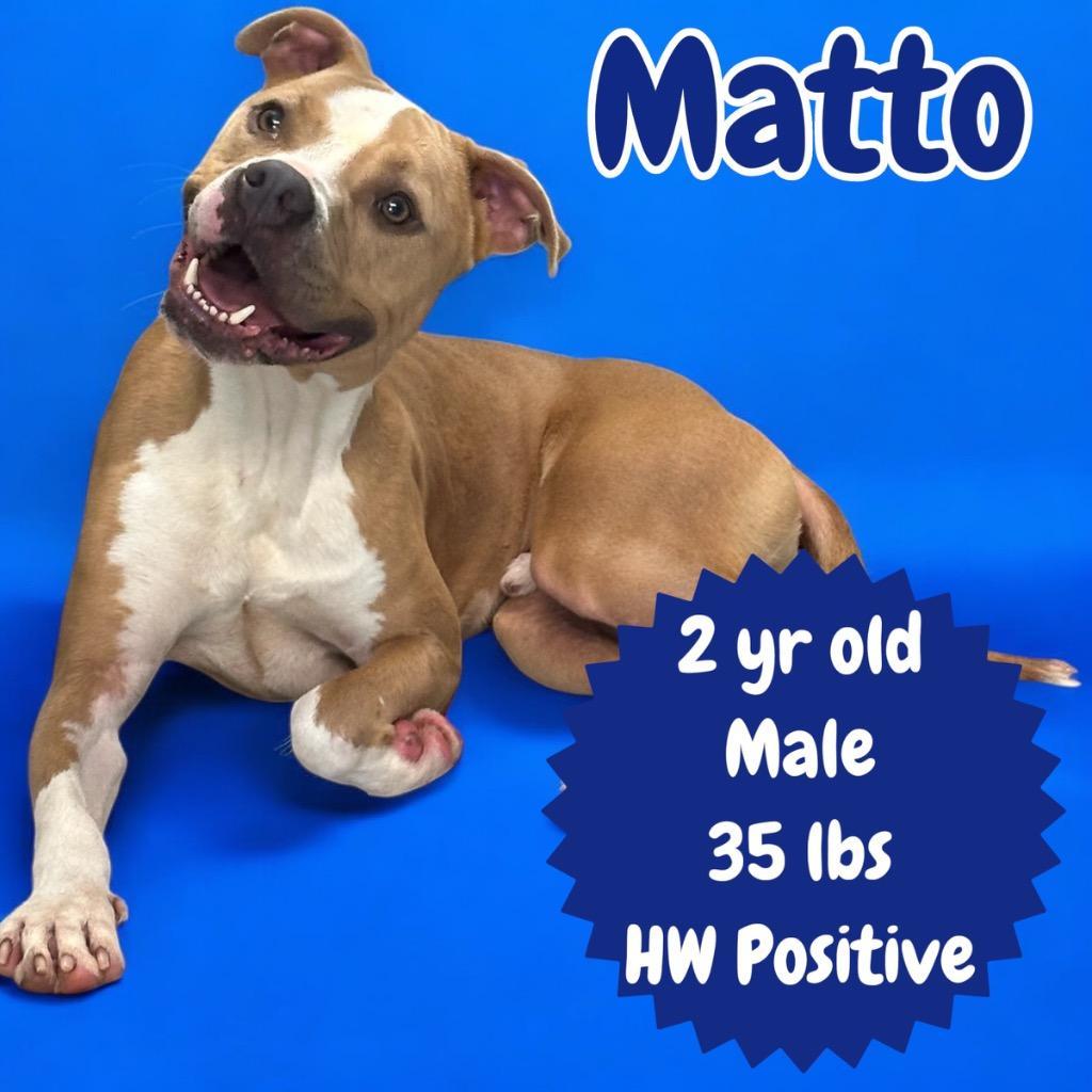 Matto