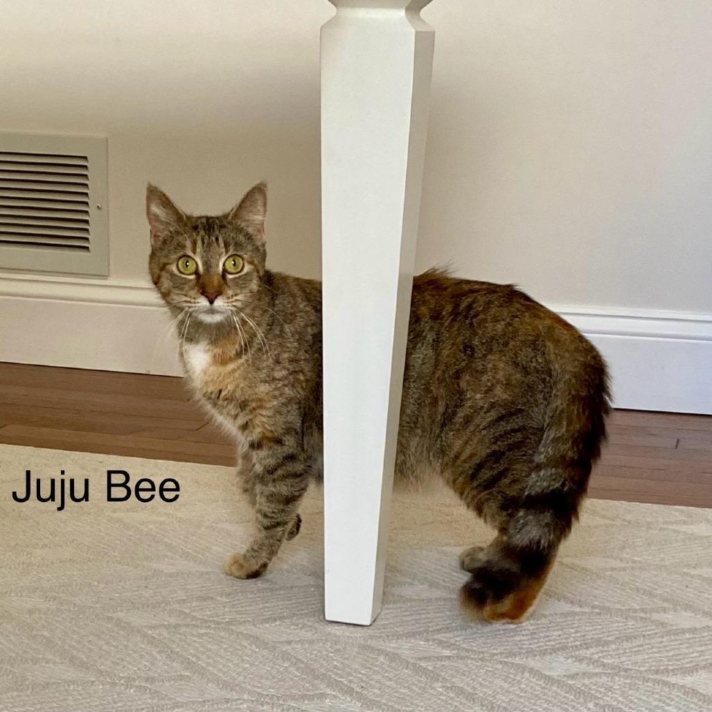 Juju Bee