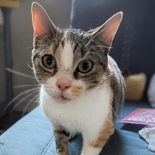 Butterscotch photo 1