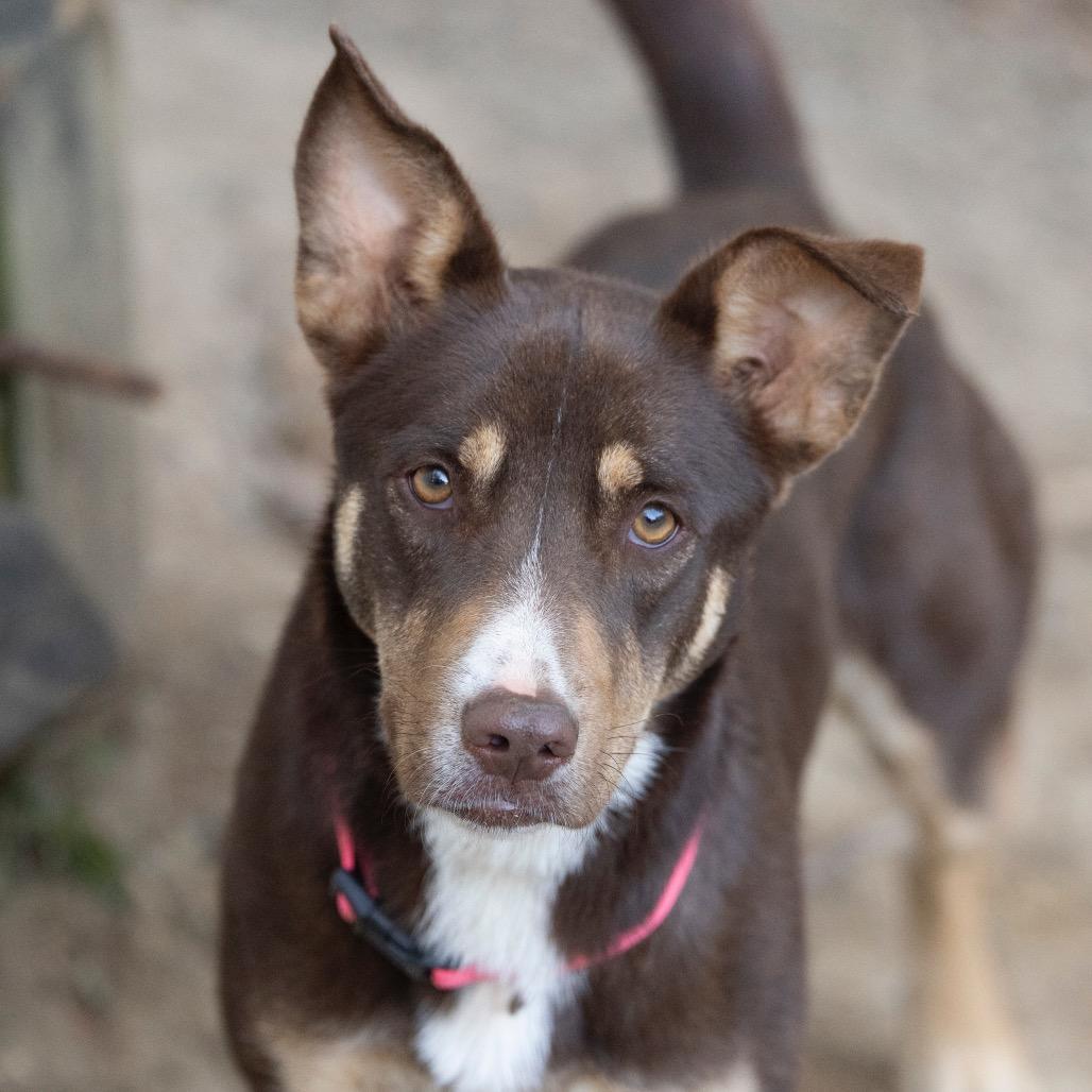 An adult medium-sized female Brown / Chocolate Mixed Breed dog named Callie for adoption in Alabaster, AL