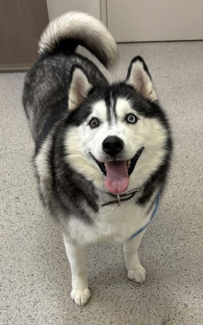 An adult large-sized female Siberian Husky dog named Rey for adoption in Fishers, IN
