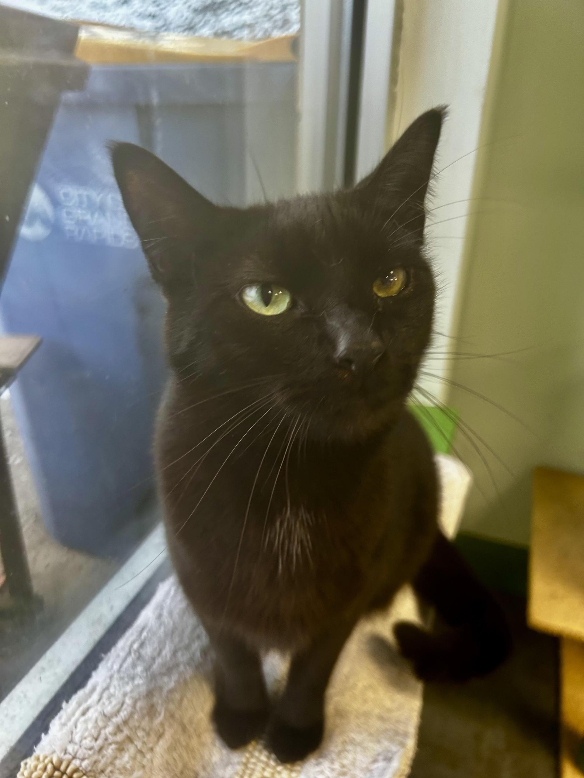 An adult large-sized male Black Domestic Short Hair cat named Bolt for adoption in Grand Rapids, MI