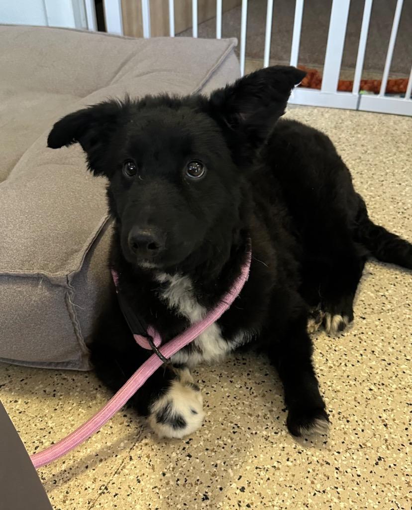 Little Foot Sponsored