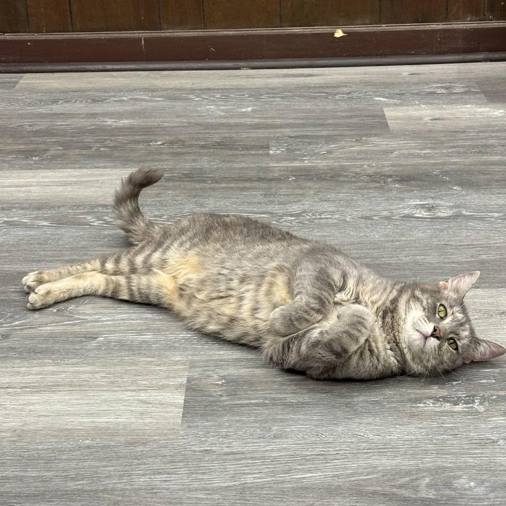 Gamora Special Needs