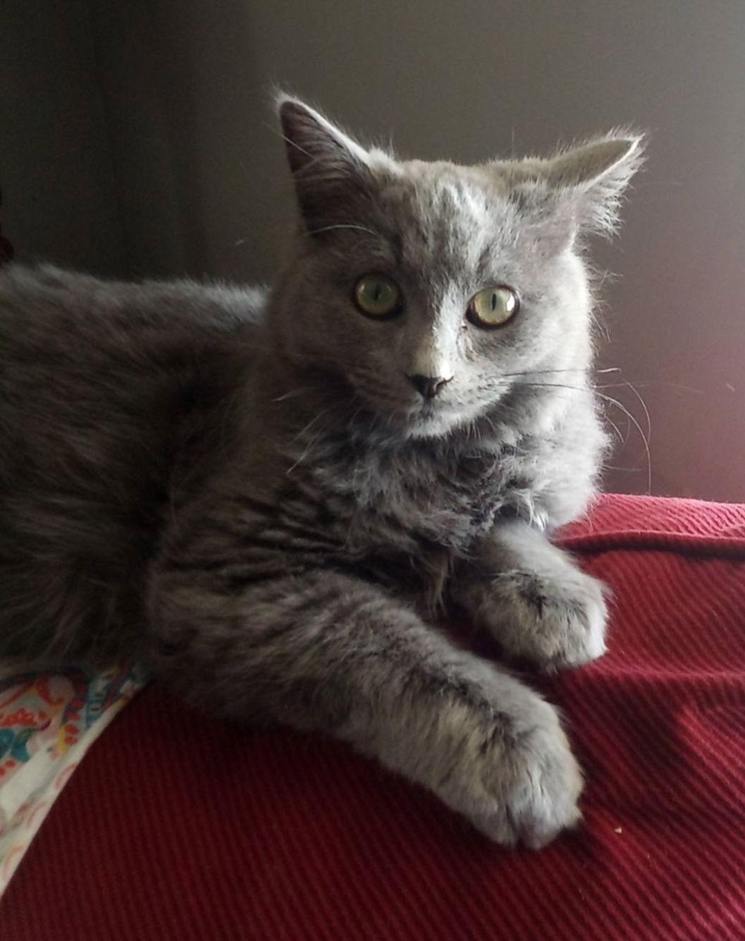 Fluff & Stuff "fizz:"