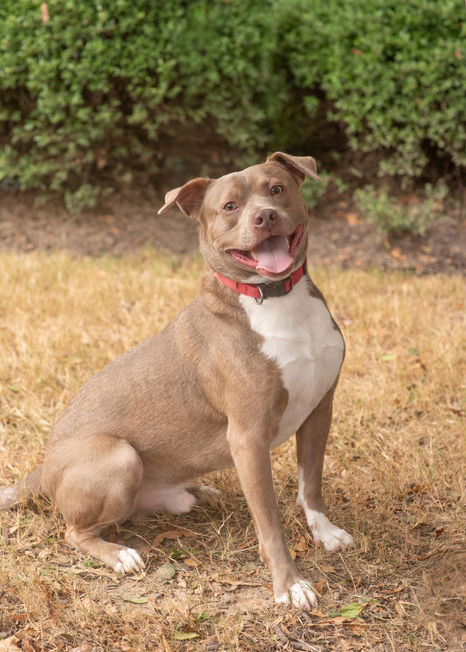 A young medium-sized male Terrier dog named Max for adoption in Southaven, MS