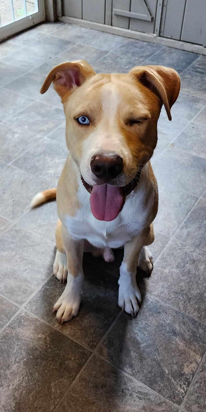 Sweet Boy Vinny photo 1