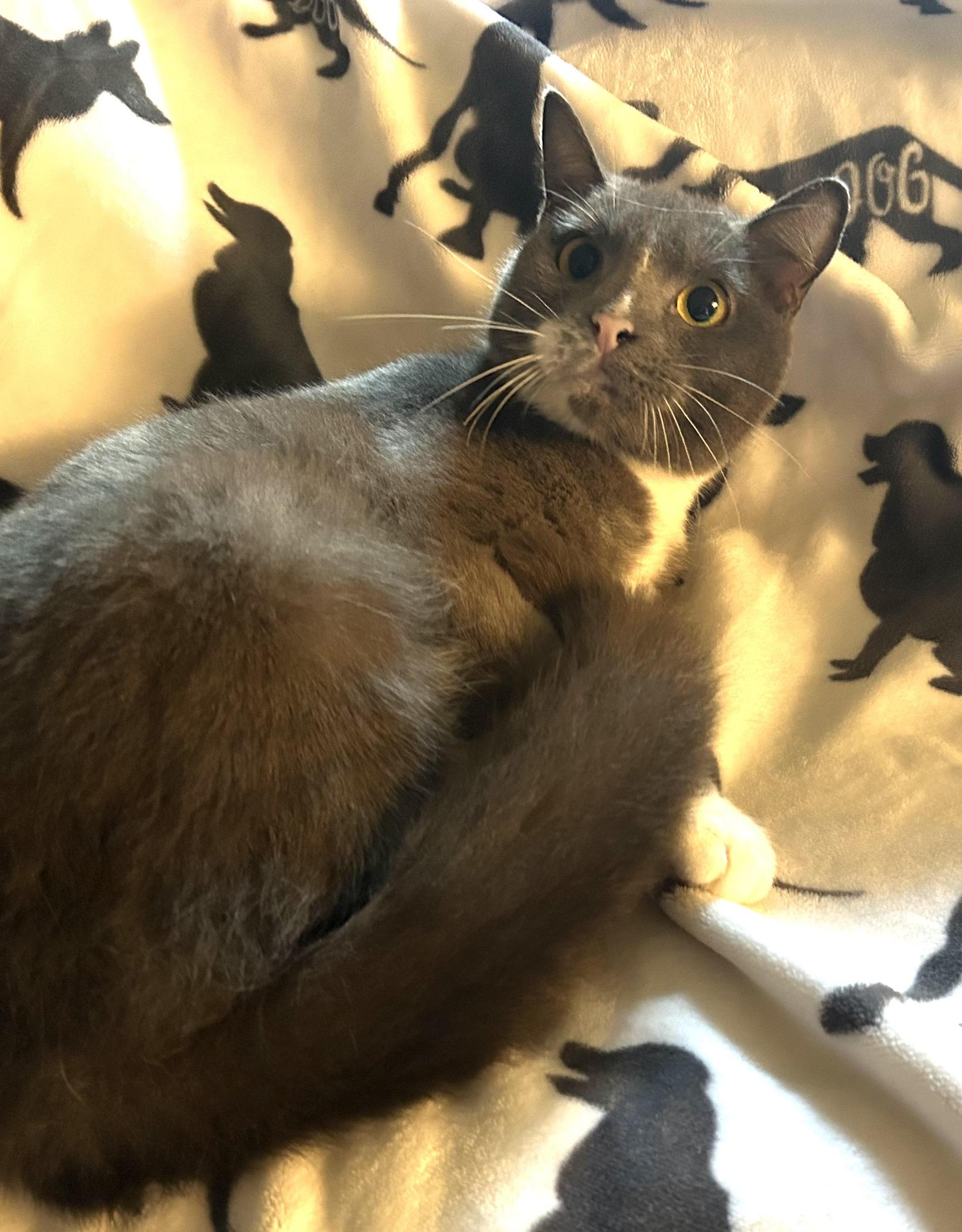 An adult medium-sized female Gray & White Domestic Short Hair cat named Gertie for adoption in Humble, TX