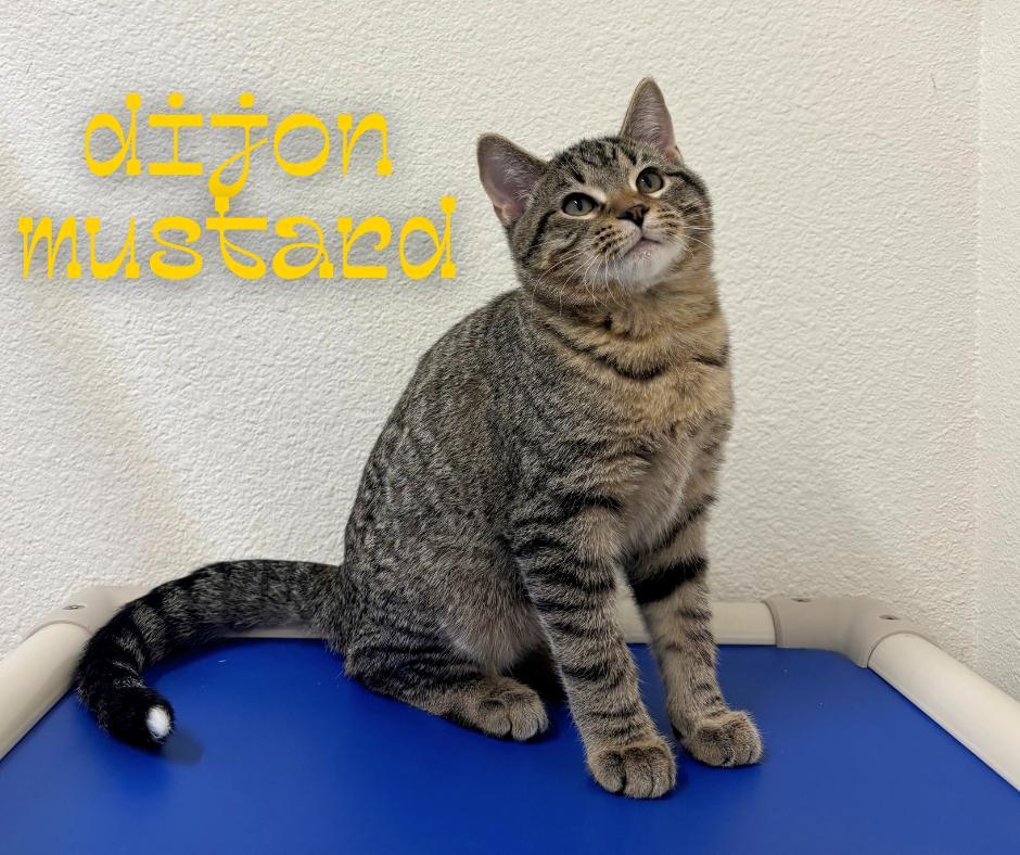 Dijon Mustard photo 1