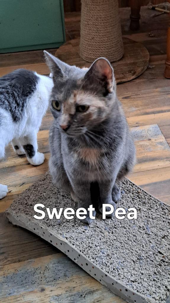 Sweet Pea