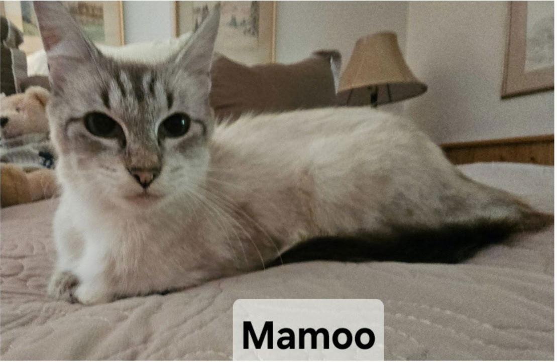 Mamoo photo 1