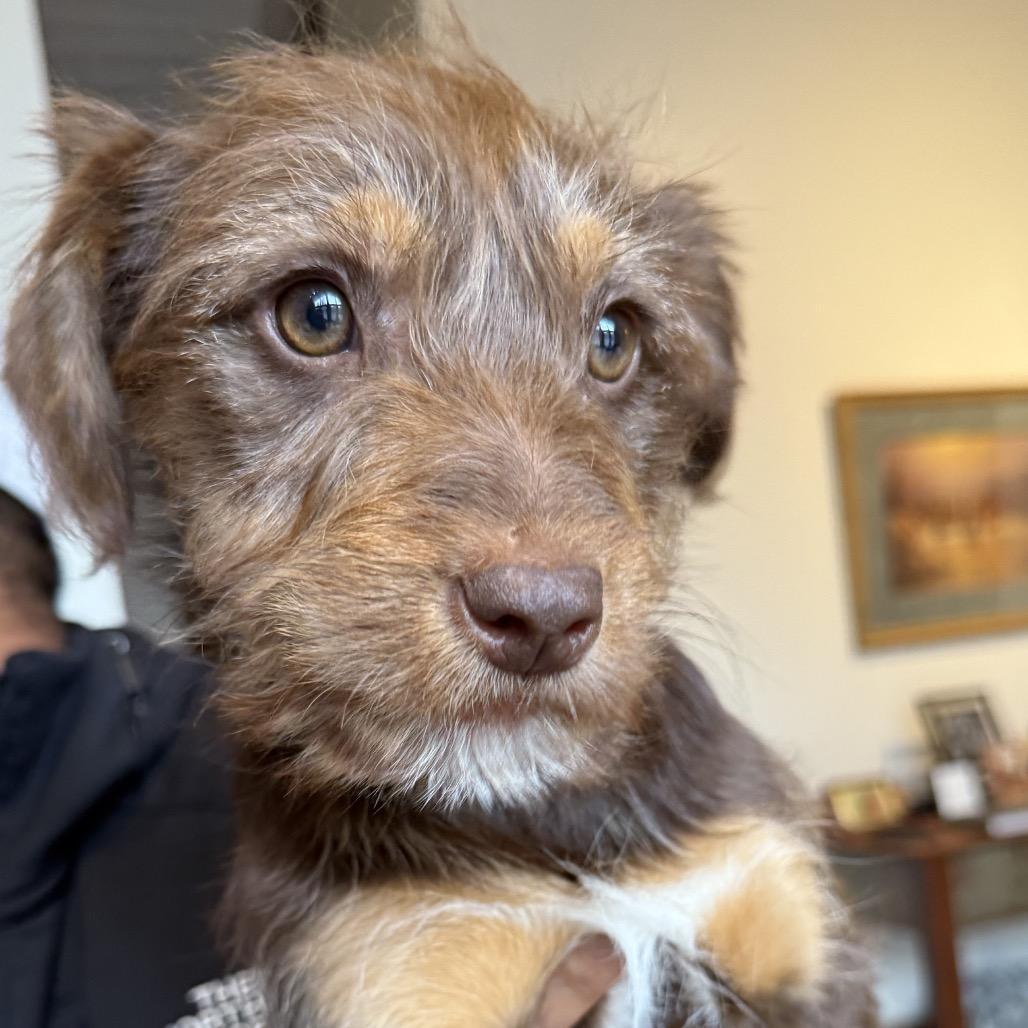 Brady Bunch Pup: Bobby photo 1