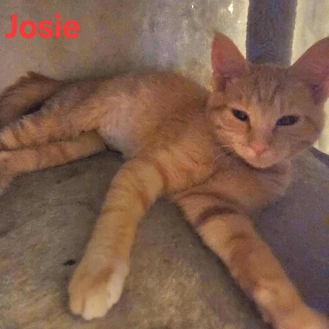 Josie