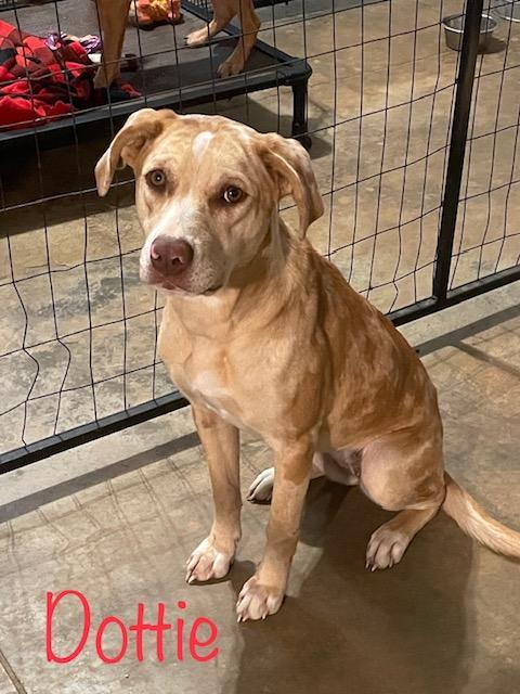 Dottsie photo 1