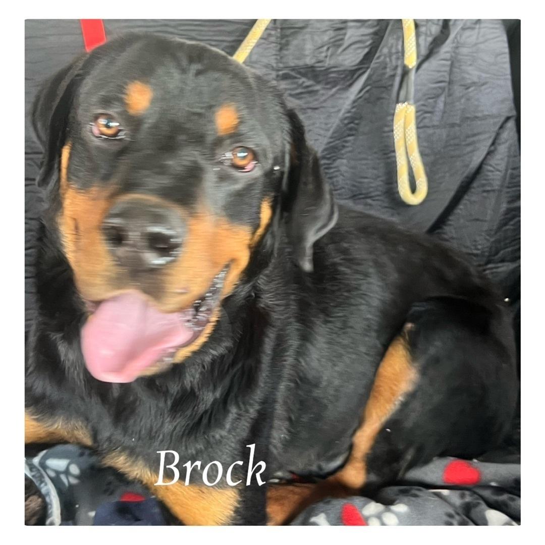 An adult large-sized male Bicolor Rottweiler dog named Brock for adoption in Canyon, TX