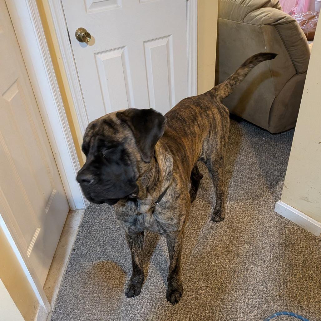 A young extra large-sized female Brindle Mastiff dog named Freya for adoption in Alexandria, VA