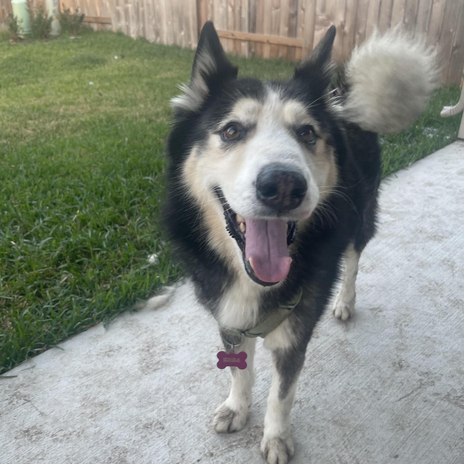An adult large-sized male Black Husky dog named Daniel for adoption in Richmond, TX