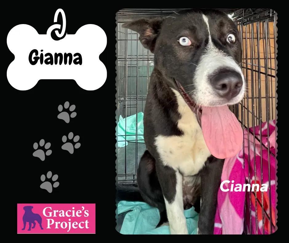 An adult medium-sized female Black Husky dog named Cianna for adoption in Canyon, TX