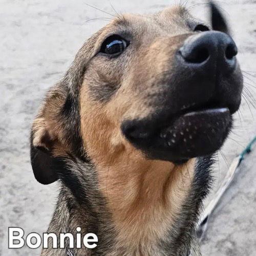 Bonnie