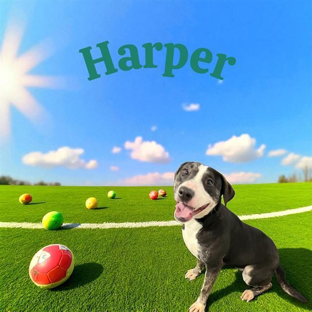 Harper