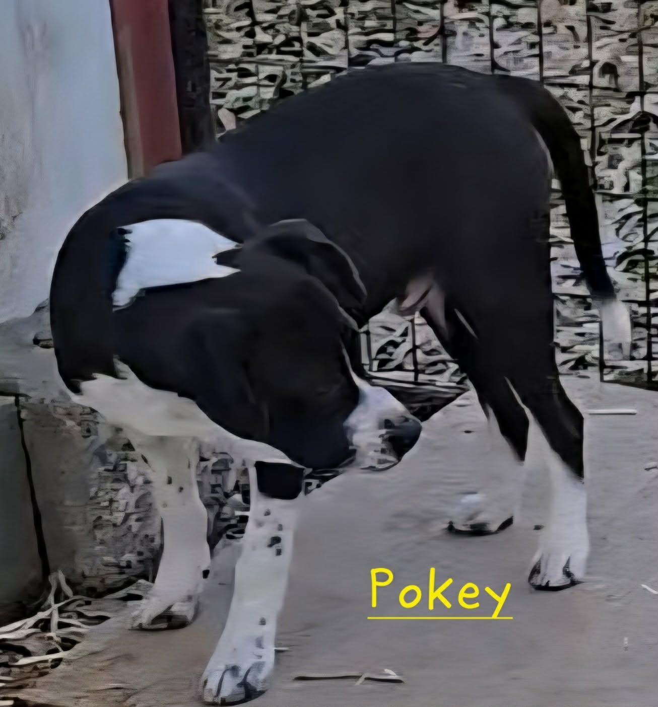 Pokey