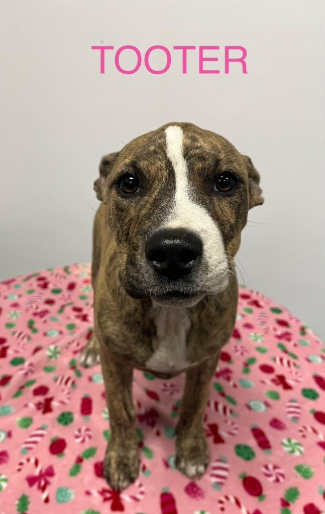 Tooter
