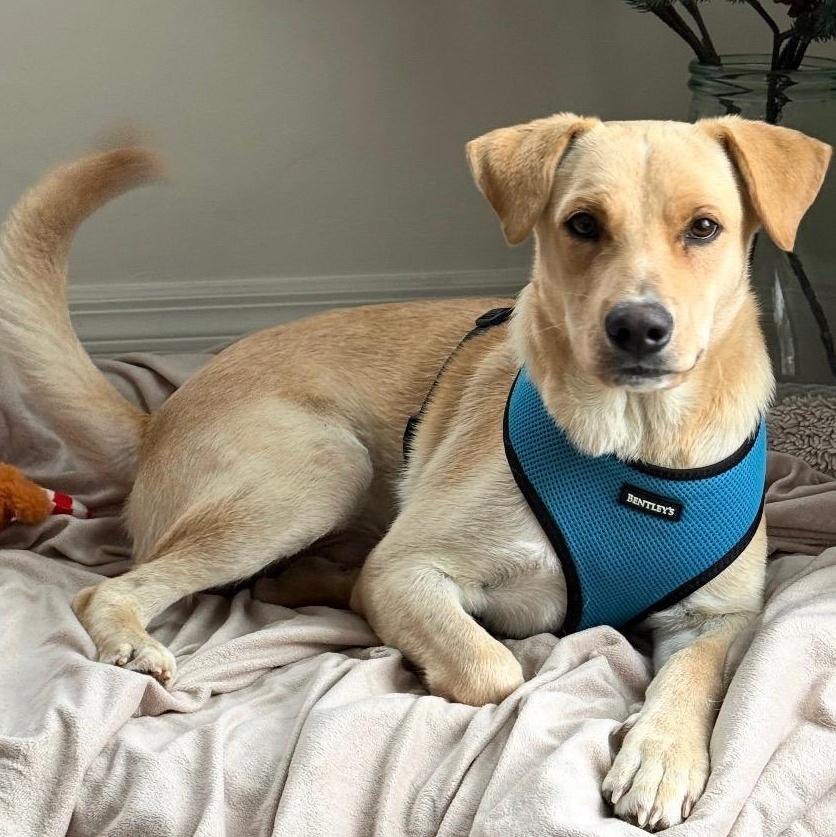 Vanilla The Sweetest