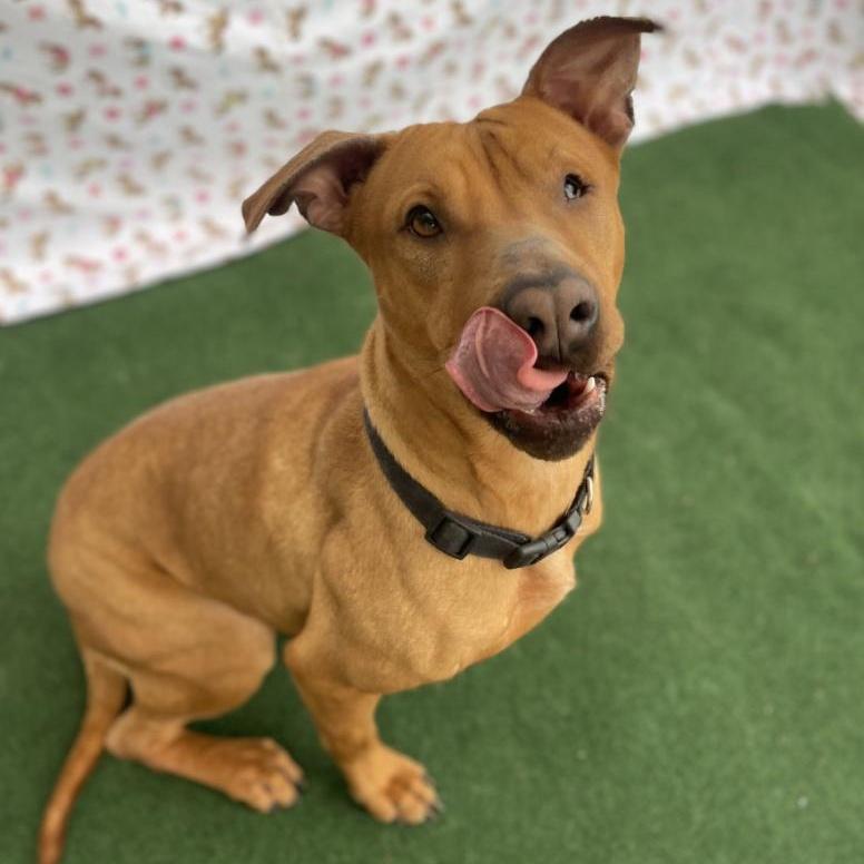 An adult medium-sized female Retriever dog named Queenie for adoption in Longview, TX