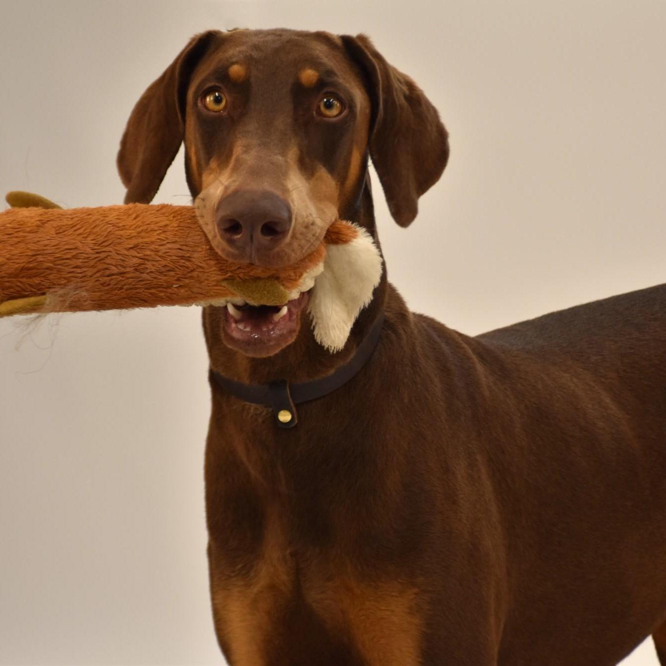 A young large-sized female Brown / Chocolate Doberman Pinscher dog named Priscilla for adoption in Wharton, TX