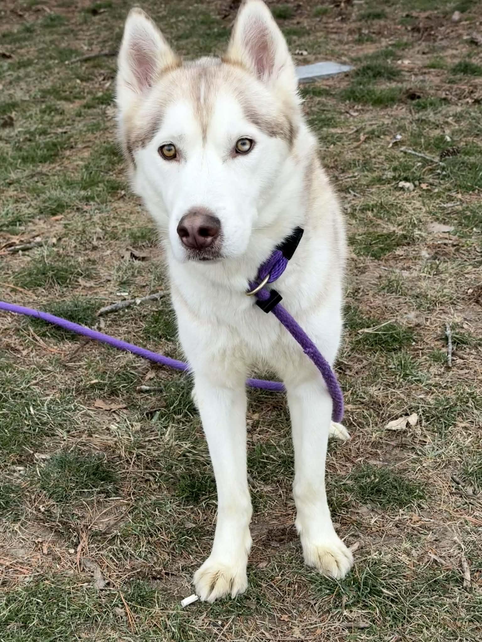 An adult large-sized male Red / Chestnut / Orange Husky dog named Oscar for adoption in Springfield, IL