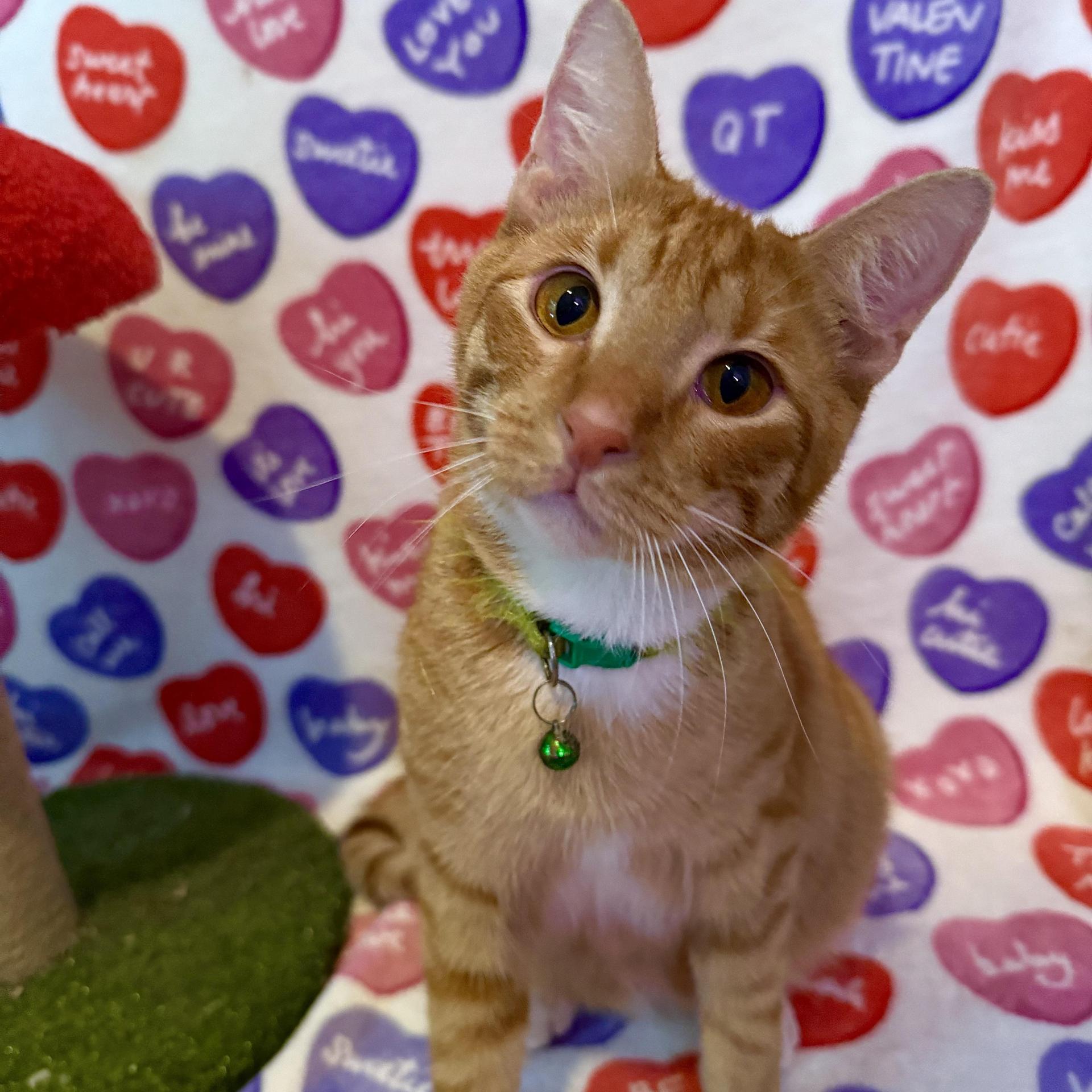 A young large-sized male Orange / Red Domestic Short Hair cat named Leo for adoption in Miami, FL