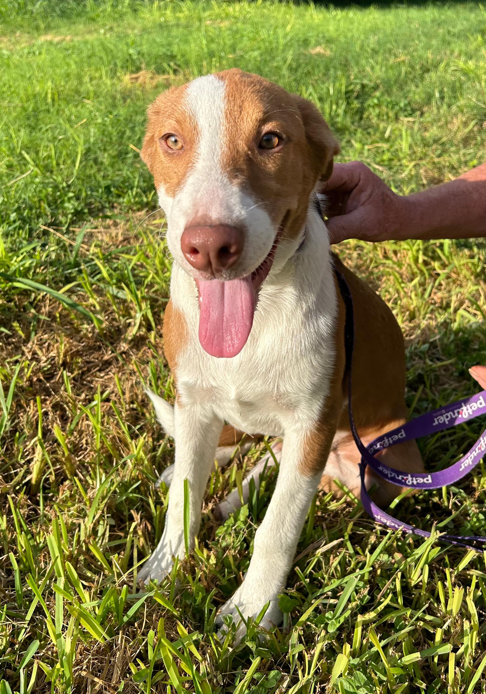 A baby medium-sized female Labrador Retriever dog named Betty for adoption in Harlingen, TX