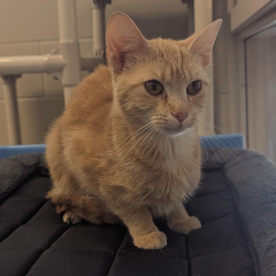 An adult small-sized female Buff / Tan / Fawn Domestic Short Hair cat named Amelia for adoption in Bristol, IN
