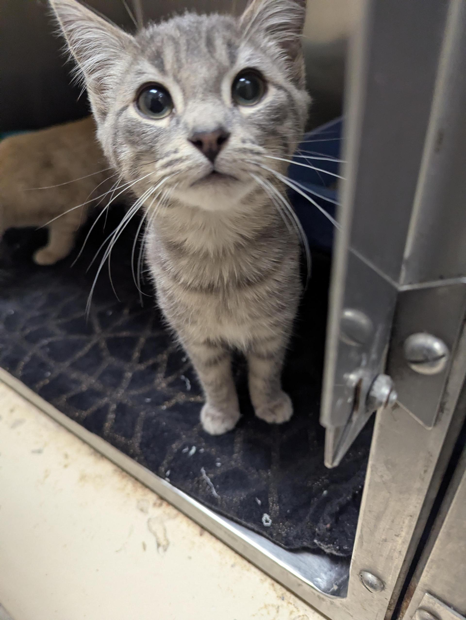 A young medium-sized male Tabby (Gray / Blue / Silver) Domestic Short Hair cat named Ted B for adoption in Rocky Mount, NC