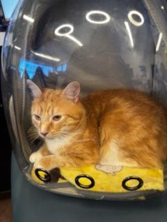 An adult medium-sized male Domestic Short Hair cat named Ginger Rory for adoption in Atlanta, GA