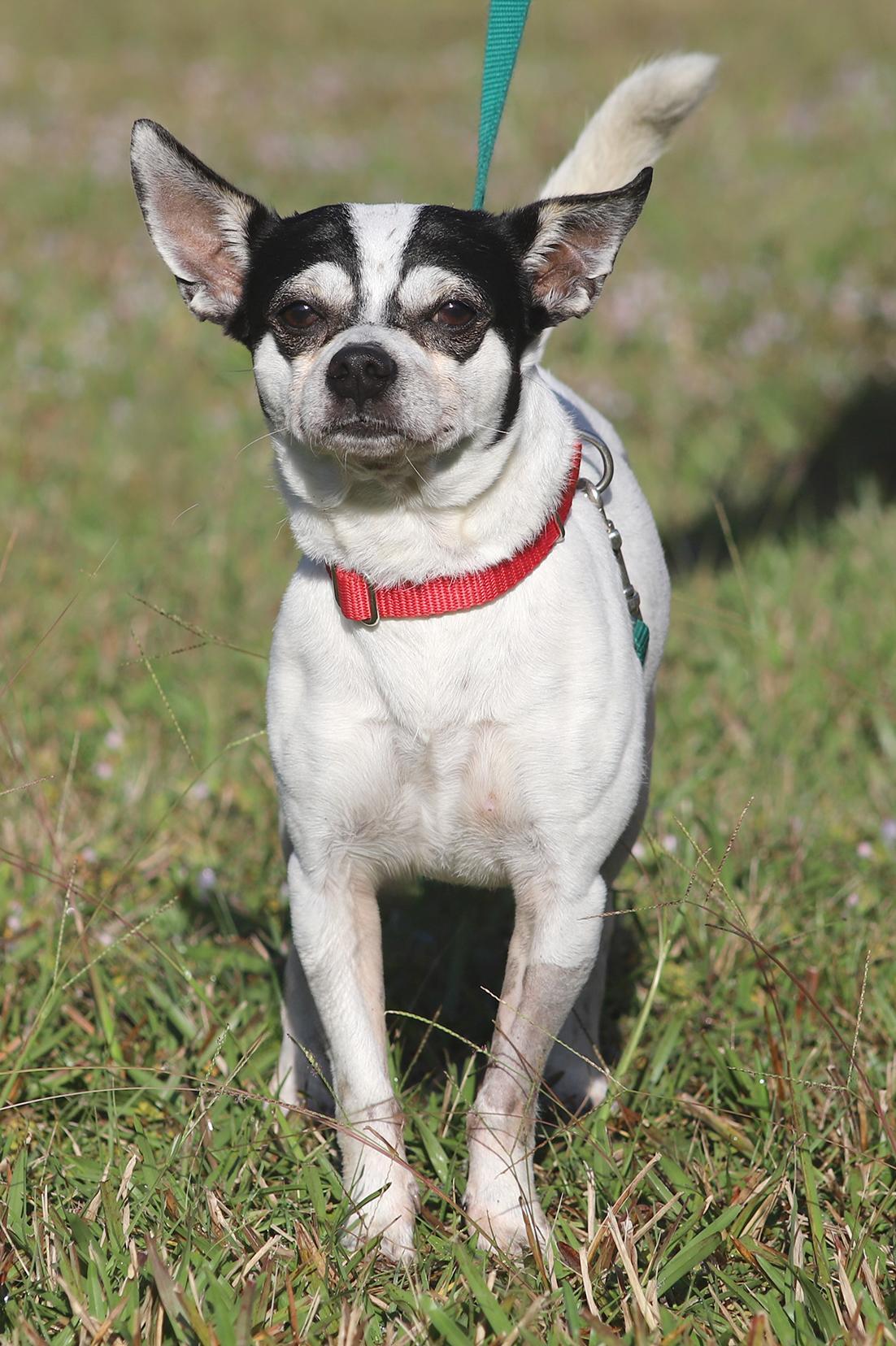 Bandito Medical Hold