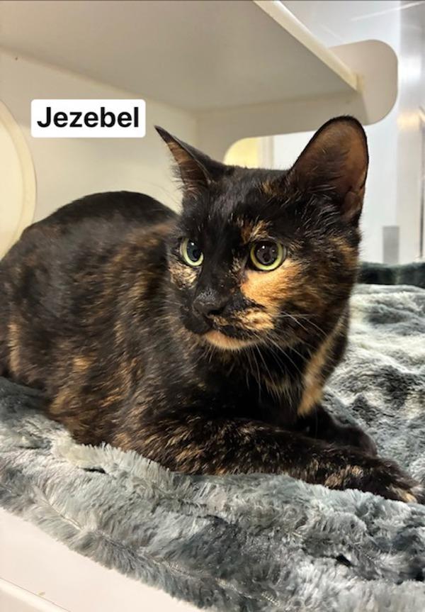 Jezebel
